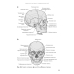 Анатомия человека. 4-е издание, стереотипное. ГРИФ ФИРО