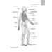 Анатомия человека. Учебник для медицинских вузов. 2-е издание, исправленное и дополненное