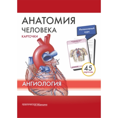 Анатомия человека: КАРТОЧКИ (45шт). Ангиология. Русские и латинские названия анатомических структур.