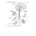 Анатомия нервной системы и органов чувств. Учебное пособие