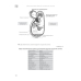 Анатомия сердечно-сосудистой системы: учебное пособие для студентов медицинских вузов. Гриф УМО