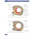 Атлас клинической анатомии глазницы