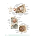 Атлас анатомии для стоматологов. В 2 т. Т. 1: Общая анатомия. Голова