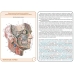 Анатомия человека: КАРТОЧКИ (26 шт). Черепные нервы. Вегетативная нервная система