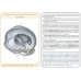 Анатомия человека: КАРТОЧКИ (34 шт). Центральная нервная система