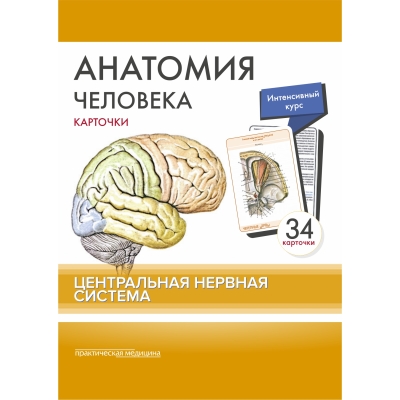 Анатомия человека: КАРТОЧКИ (34 шт). Центральная нервная система