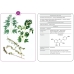Фармакогнозия. Блок 2  (53 карточки). Лекарственные растения и лекарственное растительное сырье. Учебное пособие