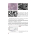 Коллекция опухолевых штаммов животных для экспериментальной химиотерапии злокачественных опухолей