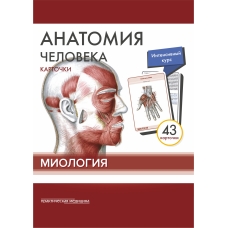 Анатомия человека: КАРТОЧКИ (43шт). Миология. Русские и латинские названия анатомических структур.