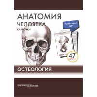 Анатомия человека: КАРТОЧКИ (47шт). Остеология. Русские и латинские названия анатомических структур.