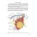 Рак молочной железы. Морфологическая диагностика и генетика: Руководство для врачей. 2-е издание, переработанное и дополненное