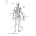 Анатомия человека. Атлас. В III томах. Том I