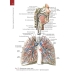 Анатомия человека. Атлас. В III томах. Том II