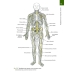 Анатомия человека. Атлас. В III томах. Том III