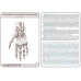 Анатомия человека: КАРТОЧКИ (25шт). Синдесмология. Русские и латинские названия анатомических структур.