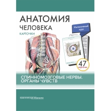 Анатомия человека: КАРТОЧКИ (47 шт). Спинномозговые нервы. Органы чувств