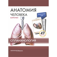 Анатомия человека: КАРТОЧКИ (49шт). Спланхнология. Русские и латинские названия анатомических структур.