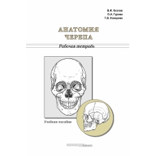 Анатомия черепа. Рабочая тетрадь